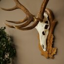 Red deer antlers, 10-point stag, height 111 cm, antlers mounted on a carved trophy shield