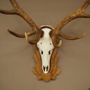 Red deer antlers, 10-point stag, height 111 cm, antlers mounted on a carved trophy shield