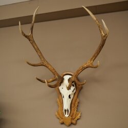 Red deer antlers, 10-point stag, height 111 cm, antlers mounted on a carved trophy shield