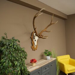 Red deer antlers, 10-point stag, height 111 cm, antlers mounted on a carved trophy shield