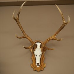 Red deer antlers, 10-point stag, height 111 cm, antlers mounted on a carved trophy shield