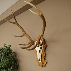 Red deer antlers, 10-point stag, height 111 cm, antlers mounted on a carved trophy shield