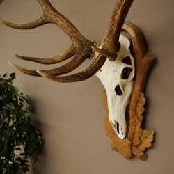 Red deer antlers, 10-point stag, height 111 cm, antlers mounted on a carved trophy shield
