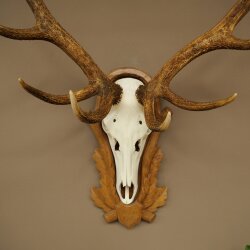Red deer antlers, 10-point stag, height 111 cm, antlers mounted on a carved trophy shield