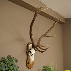 Rothirschgeweih 12 ender Hirsch Höhe 119 cm Hirschgeweih Geweih auf geschnitztem Trophäenschild