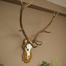 Rothirschgeweih 12 ender Hirsch Höhe 119 cm Hirschgeweih Geweih auf geschnitztem Trophäenschild