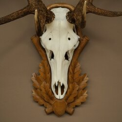 Rothirschgeweih 12 ender Hirsch Höhe 119 cm Hirschgeweih Geweih auf geschnitztem Trophäenschild
