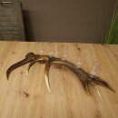 Schnapsanbieter 5 große Gläser Steckglas mit Stiel auf Rothirschstange Geschenk 27.60.2.64