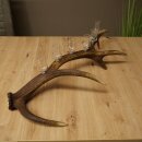 Schnapsanbieter 6 x kleine Gläser Steckglas mit Stiel auf Rothirschstange Geschenk 27.60.2.71