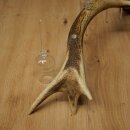 Schnapsanbieter 4 x kleine Gläser Steckglas mit Stiel auf Rothirschstange Geschenk 27.60.2.78