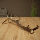 Schnapsanbieter 4 x kleine Gläser Steckglas mit Stiel auf Rothirschstange Geschenk 27.60.2.81