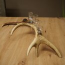 Schnapsanbieter 4 x kleine Gläser Steckglas mit Stiel auf Rothirschstange Geschenk 27.60.2.81
