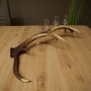 Schnapsanbieter 4 x kleine Gläser Steckglas mit Stiel auf Rothirschstange Geschenk 27.60.2.81