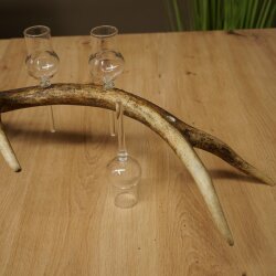 Schnapsanbieter 4 x kleine Gläser Steckglas mit Stiel auf Rothirschstange Geschenk 27.60.2.87
