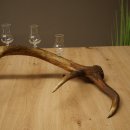 Set da liquore: 5 bicchierini con stelo su un corno di...