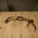 Schnapsanbieter 5 x kleine Gläser Steckglas mit Stiel auf Rothirschstange Geschenk 27.60.2.95