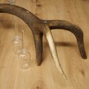 Schnapsanbieter 5 x kleine Gläser Steckglas mit Stiel auf Rothirschstange Geschenk 27.60.2.100