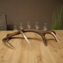 Schnapsanbieter 5 x kleine Gläser Steckglas mit Stiel auf Rothirschstange Geschenk 27.60.2.100
