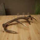 Schnapsanbieter 5 x kleine Gläser Steckglas mit Stiel auf Rothirschstange Geschenk 27.60.2.100
