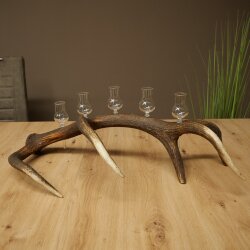 Schnapsanbieter 5 x kleine Gläser Steckglas mit Stiel auf Rothirschstange Geschenk 27.60.2.100
