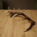 Schnapsanbieter 5 x kleine Gläser Steckglas mit Stiel auf Rothirschstange Geschenk 27.60.2.101