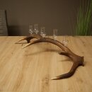 Schnapsanbieter 5 x kleine Gläser Steckglas mit Stiel auf Rothirschstange Geschenk 27.60.2.102