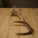 Schnapsanbieter 5 x kleine Gläser Steckglas mit Stiel auf Rothirschstange Geschenk 27.60.2.97