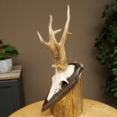 Rehbock drei Stangenbock Reh Gewicht 315 g Bock Geweih Rehgeweih auf Trophäenschild 608.154