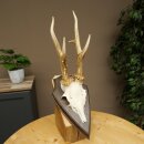 Rehbock drei Stangenbock Reh Gewicht 315 g Bock Geweih Rehgeweih auf Trophäenschild 608.154