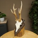 Rehbock drei Stangenbock Reh Gewicht 315 g Bock Geweih Rehgeweih auf Trophäenschild 608.154