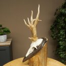 Rehbock drei Stangenbock Reh Gewicht 315 g Bock Geweih Rehgeweih auf Trophäenschild 608.154