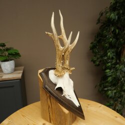Rehbock drei Stangenbock Reh Gewicht 315 g Bock Geweih Rehgeweih auf Trophäenschild 608.154