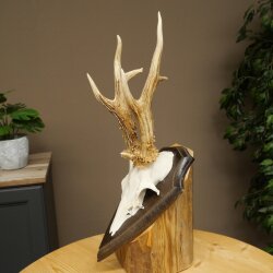 Rehbock drei Stangenbock Reh Gewicht 315 g Bock Geweih Rehgeweih auf Trophäenschild 608.154