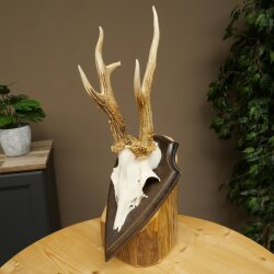 Rehbock drei Stangenbock Reh Gewicht 315 g Bock Geweih Rehgeweih auf Trophäenschild 608.154