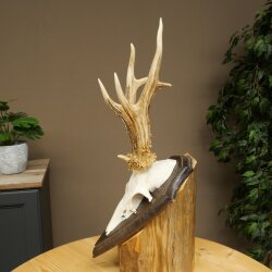 Rehbock drei Stangenbock Reh Gewicht 315 g Bock Geweih Rehgeweih auf Trophäenschild 608.154