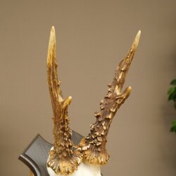 Rehbock Reh Gewicht 320 g Bock Geweih Rehgeweih auf Trophäenschild 608.155
