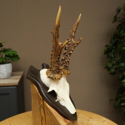 Rehbock Reh Gewicht 320 g Bock Geweih Rehgeweih auf Trophäenschild 608.155