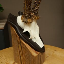 Rehbock Reh Gewicht 320 g Bock Geweih Rehgeweih auf Trophäenschild 608.155