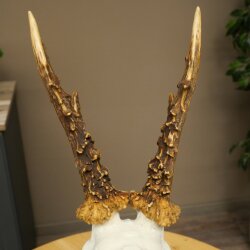 Rehbock Reh Gewicht 320 g Bock Geweih Rehgeweih auf Trophäenschild 608.155