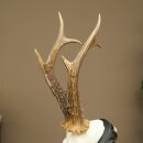 Rehbock Reh Gewicht 325g HL 27,3 cm Bock Geweih Rehgeweih auf geschnitztem Trophäenschild 608.157