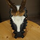 Rehbock Reh Gewicht 325g HL 27,3 cm Bock Geweih Rehgeweih auf geschnitztem Trophäenschild 608.157