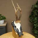 Rehbock Reh Gewicht 325g HL 27,3 cm Bock Geweih Rehgeweih auf geschnitztem Trophäenschild 608.157