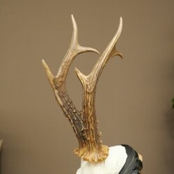 Rehbock Reh Gewicht 325g HL 27,3 cm Bock Geweih Rehgeweih auf geschnitztem Trophäenschild 608.157
