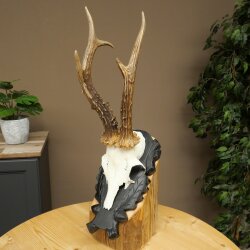 Rehbock Reh Gewicht 325g HL 27,3 cm Bock Geweih Rehgeweih auf geschnitztem Trophäenschild 608.157