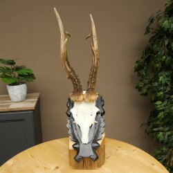 Rehbock Reh Gewicht 325g HL 27,3 cm Bock Geweih Rehgeweih auf geschnitztem Trophäenschild 608.157