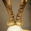 Ciervo macho, peso: 355 g. Cuernos de ciervo en placa de trofeo 608.159