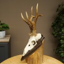 Ciervo macho, peso: 355 g. Cuernos de ciervo en placa de trofeo 608.159