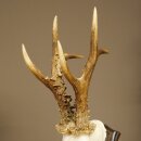 Ciervo macho, peso: 355 g. Cuernos de ciervo en placa de trofeo 608.159