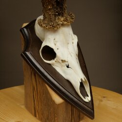 Ciervo macho, peso: 355 g. Cuernos de ciervo en placa de trofeo 608.159