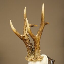 Ciervo macho, peso: 355 g. Cuernos de ciervo en placa de trofeo 608.159